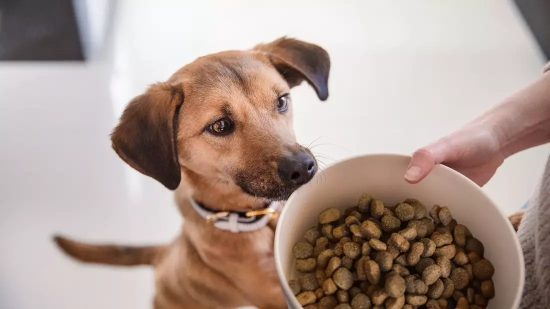 Nur das Beste für meinen Hund / Mehrheit der Deutschen legt mehr Wert auf Hundenahrung als auf ihre eigene Ernährung - Bild: presseportal.de