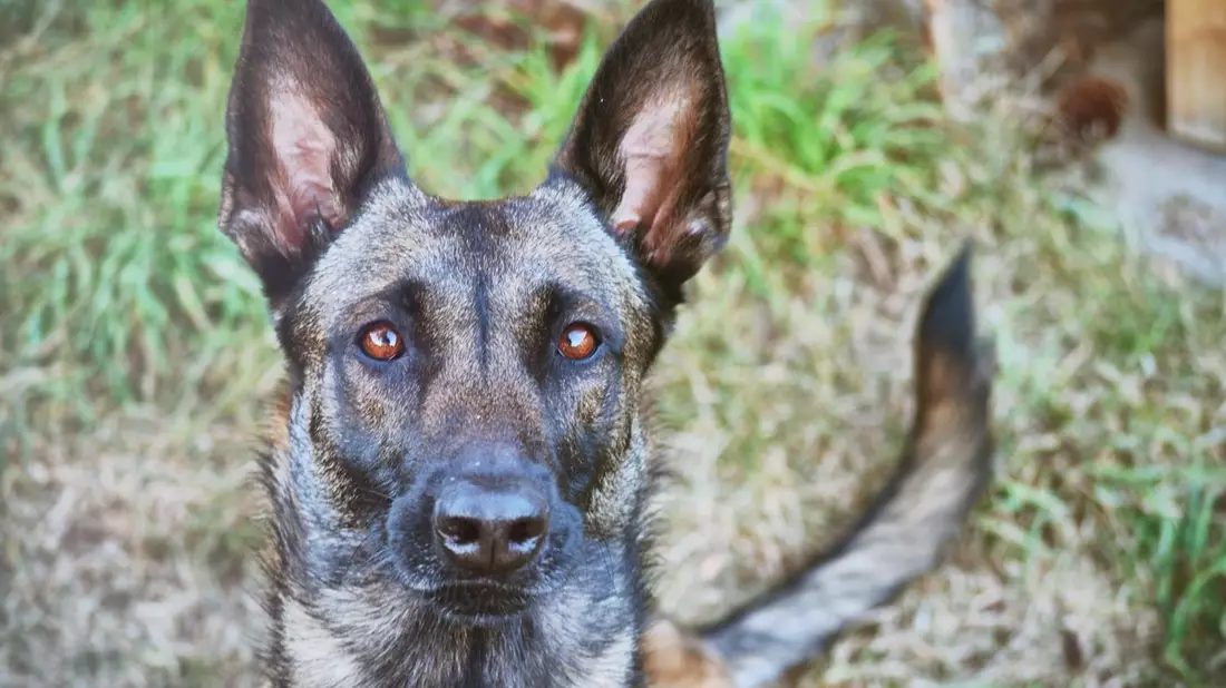 POL-K: 240812-5-K Polizeihund findet KiTa-Einbrecher auf einem Baum - Haftrichter - Auch die Beute spürte Diensthund Mayla auf - Bild: presseportal.de