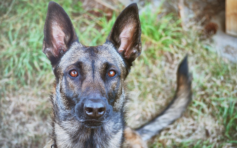 POL-K: 240320-3-K Polizeihund Mayla findet Lagerhaus-Einbrecher hinter Kartons - Festnahme - Foto: presseportal.de POL-K: 240320-3-K Polizeihund Mayla findet Lagerhaus-Einbrecher hinter Kartons - Festnahme - Foto: presseportal.de