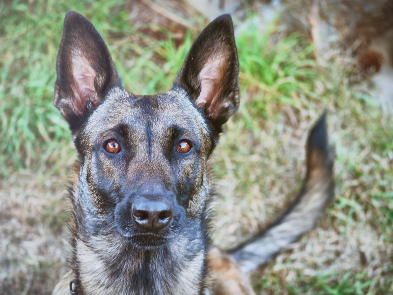 POL-K: 240812-5-K Polizeihund findet KiTa-Einbrecher auf einem Baum - Haftrichter - Auch die Beute spürte Diensthund Mayla auf - Foto: presseportal.de