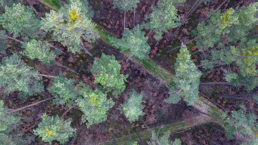 Viele vor wenigen Jahren gepflanzte Buchen stehen mit braunen Blättern in Bodennähe in einem über die nächsten zwei Jahrzehnte absterbenden Kiefernwald. - Bild: Daniel Löb/dpa