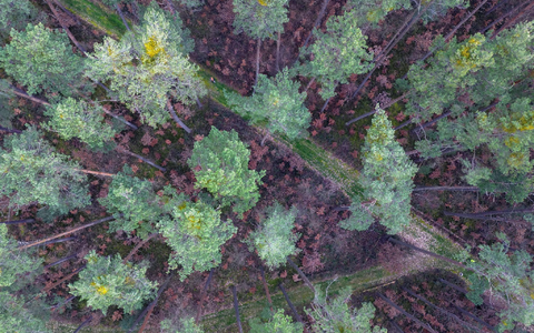 Viele vor wenigen Jahren gepflanzte Buchen stehen mit braunen Blättern in Bodennähe in einem über die nächsten zwei Jahrzehnte absterbenden Kiefernwald. - Foto: Daniel Löb/dpa