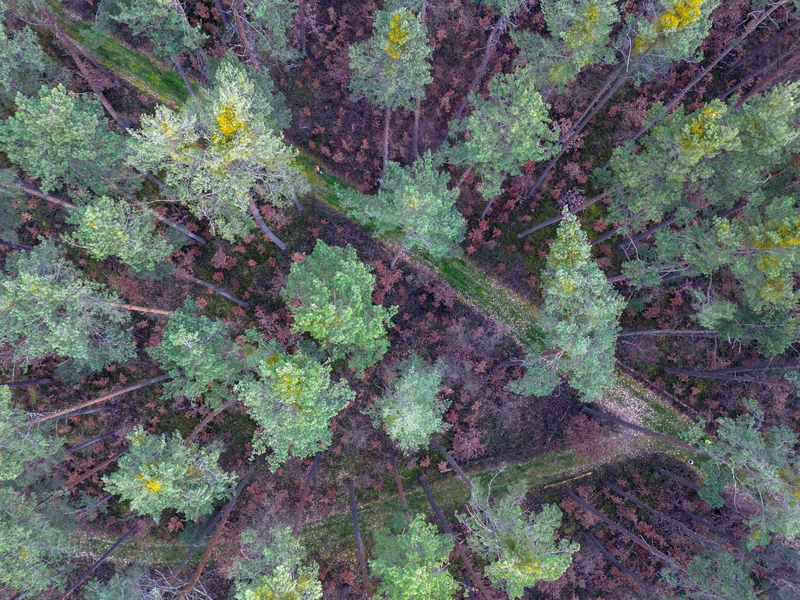 Viele vor wenigen Jahren gepflanzte Buchen stehen mit braunen Blättern in Bodennähe in einem über die nächsten zwei Jahrzehnte absterbenden Kiefernwald. - Foto: Daniel Löb/dpa