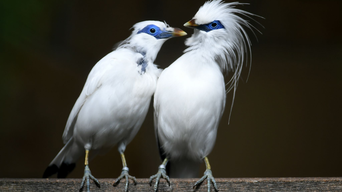 Balistare gelten als vom Aussterben bedroht. - Foto: Holger Hollemann/dpa