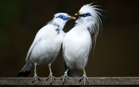 Balistare gelten als vom Aussterben bedroht. - Foto: Holger Hollemann/dpa
