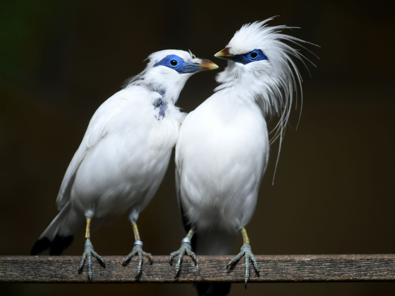 Balistare gelten als vom Aussterben bedroht. - Foto: Holger Hollemann/dpa
