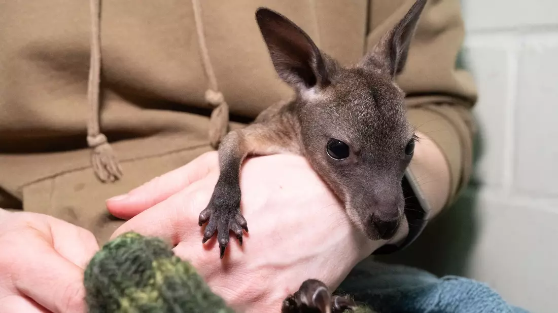 Das Känguru-Baby «Mäuschen» lebt ein im Stralsunder Zoo derzeit in einem Jutebeutel. - Bild: Stefan Sauer/dpa