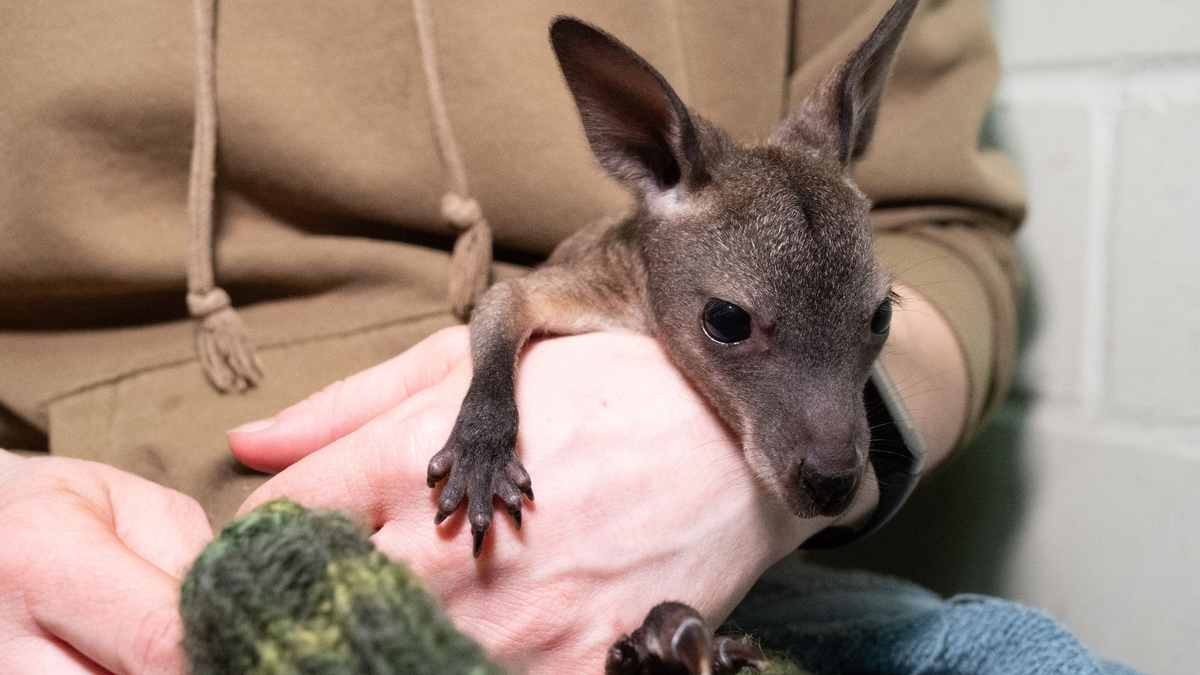 Das Känguru-Baby «Mäuschen» lebt ein im Stralsunder Zoo derzeit in einem Jutebeutel. - Foto: Stefan Sauer/dpa