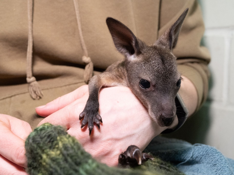 Das Känguru-Baby «Mäuschen» lebt ein im Stralsunder Zoo derzeit in einem Jutebeutel. - Foto: Stefan Sauer/dpa