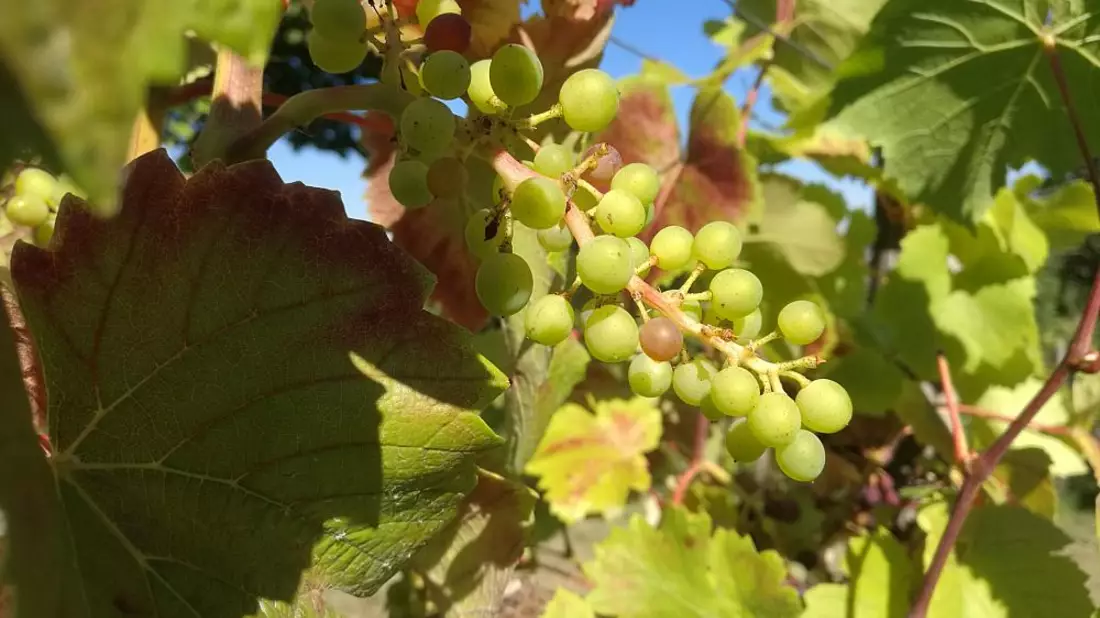 Weinstock (Archiv) - Bild: über dts Nachrichtenagentur