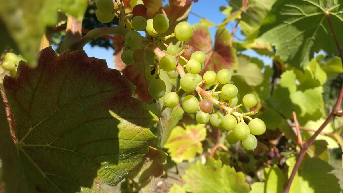 Weinstock (Archiv) - Foto: über dts Nachrichtenagentur