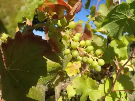 Weinstock (Archiv) - Foto: über dts Nachrichtenagentur