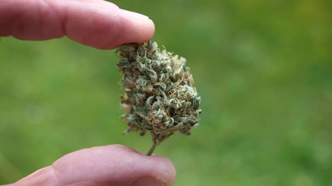 Ab dem 1. April wird es eine Teil-Legalisierung von Cannabis geben. - Bild: Karl-Josef Hildenbrand/dpa