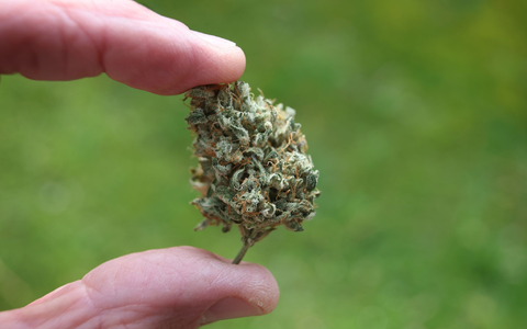 Ab dem 1. April wird es eine Teil-Legalisierung von Cannabis geben. - Foto: Karl-Josef Hildenbrand/dpa