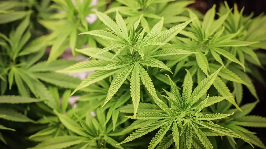 Das Cannabis-Gesetz hat den Bundesrat passiert. Die Union appelliert an den Bundespräsidenten, es nicht zu unterzeichnen. - Bild: Christian Charisius/dpa