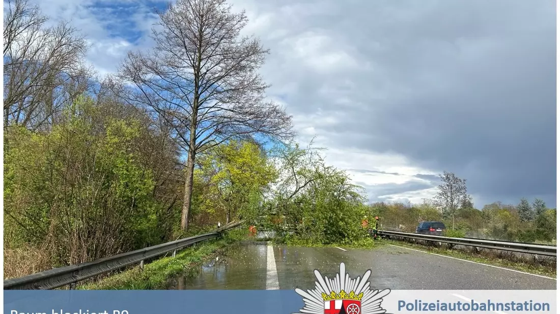 POL-PDNW: Polizeiautobahnstation Ruchheim - Baum blockiert kurzzeitig die B9 in Richtung Speyer - Bild: presseportal.de