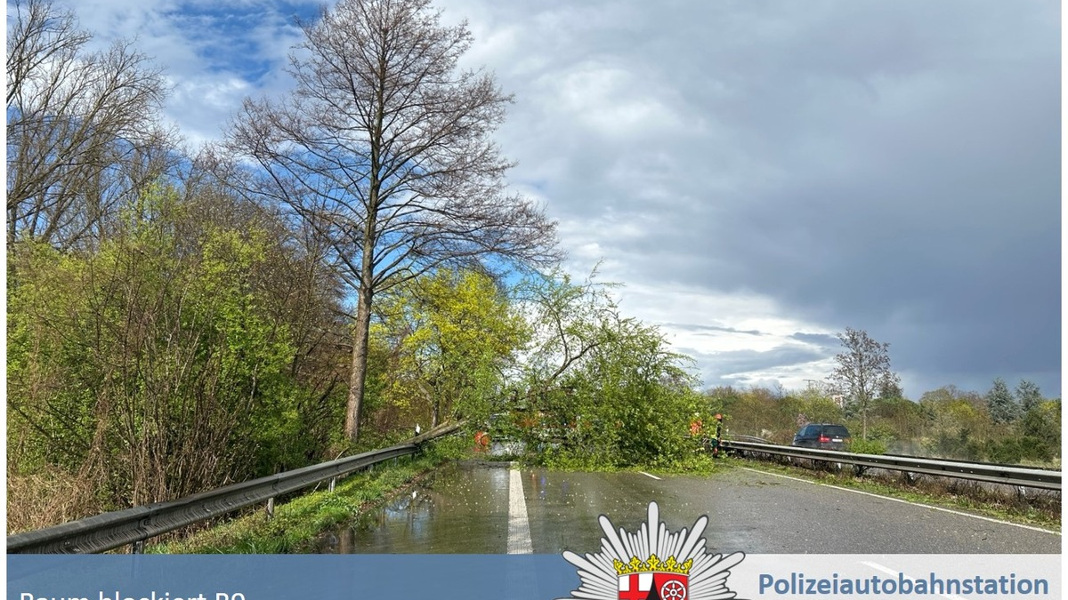 POL-PDNW: Polizeiautobahnstation Ruchheim - Baum blockiert kurzzeitig die B9 in Richtung Speyer - Foto: presseportal.de