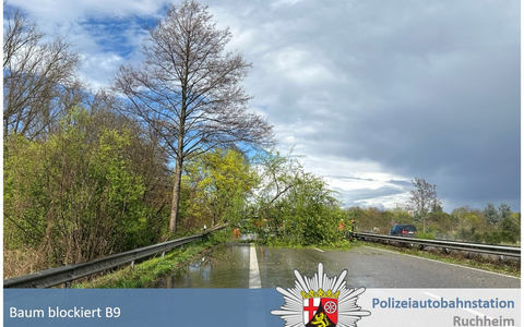 POL-PDNW: Polizeiautobahnstation Ruchheim - Baum blockiert kurzzeitig die B9 in Richtung Speyer - Foto: presseportal.de POL-PDNW: Polizeiautobahnstation Ruchheim - Baum blockiert kurzzeitig die B9 in Richtung Speyer - Foto: presseportal.de