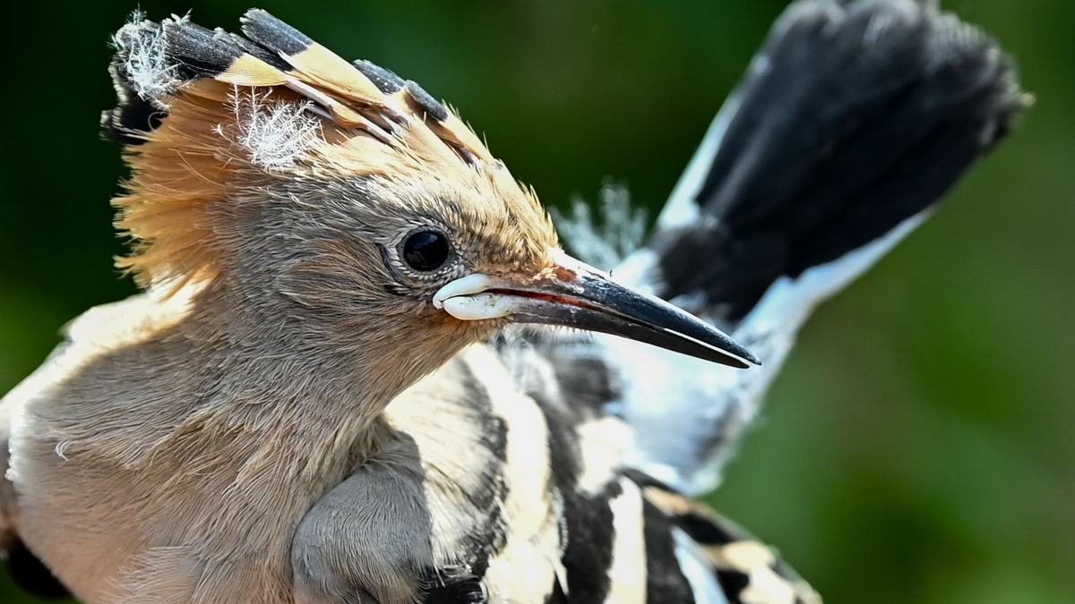 Ein Wiedehopf wird von einem Vogelberinger in Sielmanns Naturlandschaft Do?beritzer Heide in der Hand gehalten, um die Küken im Nest beringen und wiegen zu können. - Foto: Jens Kalaene/dpa