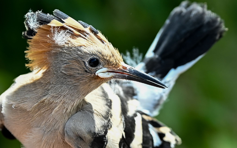 Ein Wiedehopf wird von einem Vogelberinger in Sielmanns Naturlandschaft Do?beritzer Heide in der Hand gehalten, um die Küken im Nest beringen und wiegen zu können. - Foto: Jens Kalaene/dpa