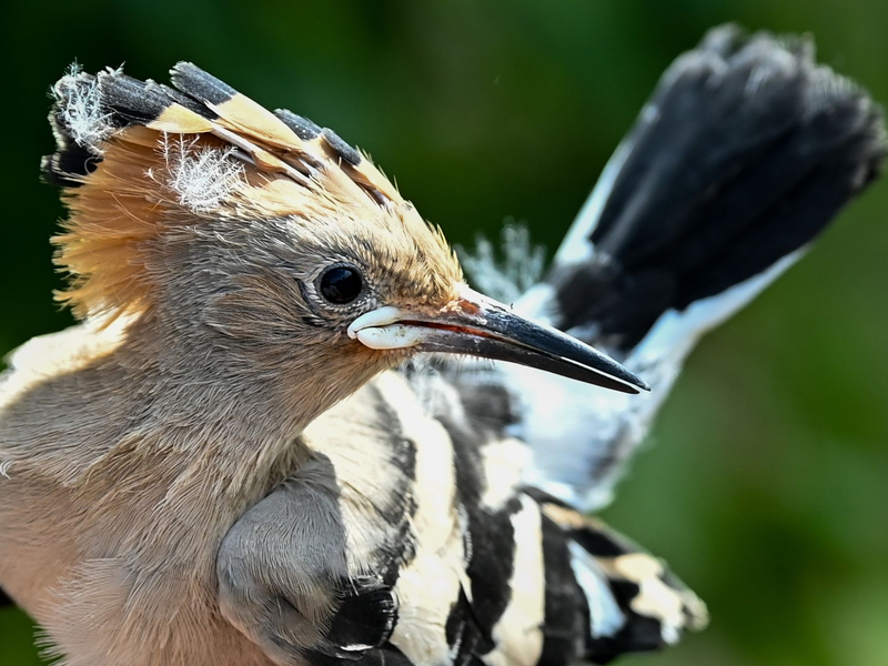 Ein Wiedehopf wird von einem Vogelberinger in Sielmanns Naturlandschaft Do?beritzer Heide in der Hand gehalten, um die Küken im Nest beringen und wiegen zu können. - Foto: Jens Kalaene/dpa