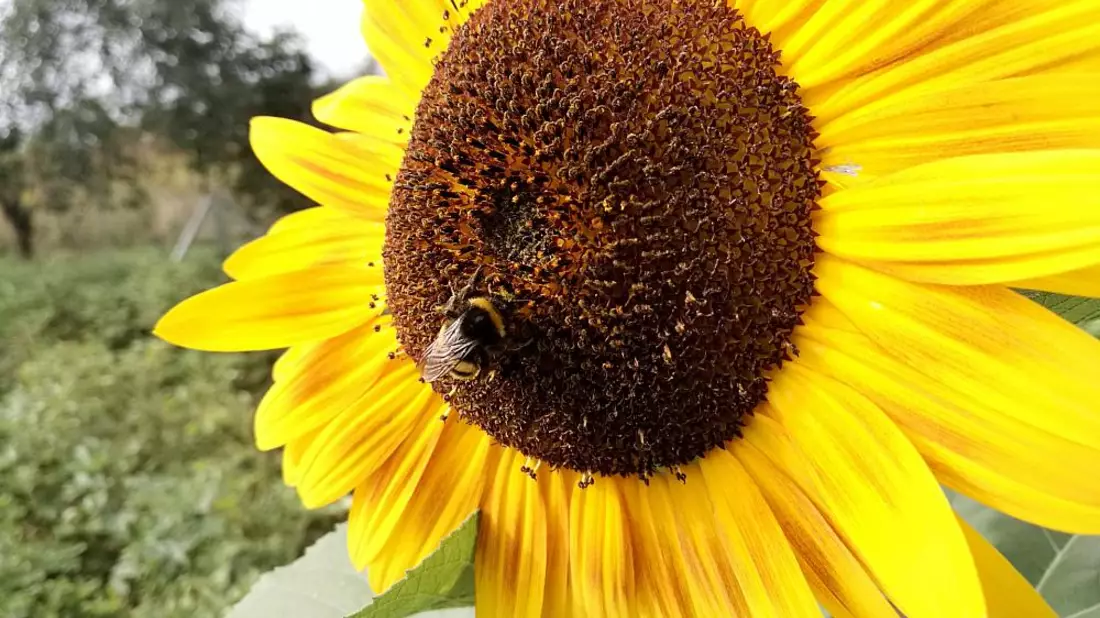 Hummel bestäubt Sonnenblume (Archiv) - Bild: über dts Nachrichtenagentur