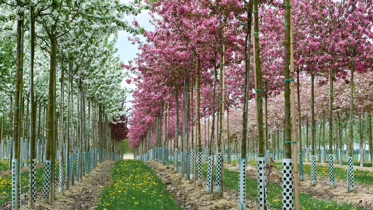 Gärtnerinnen und Gärtner aufgepasst: Woran erkennen Sie Qualität von Pflanzen und Gehölzen? Empfehlungen für Privatgärten sowie öffentliches Grün - Foto: presseportal.de