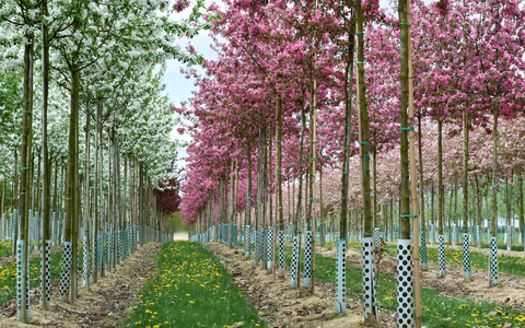 Gärtnerinnen und Gärtner aufgepasst: Woran erkennen Sie Qualität von Pflanzen und Gehölzen? Empfehlungen für Privatgärten sowie öffentliches Grün - Foto: presseportal.de