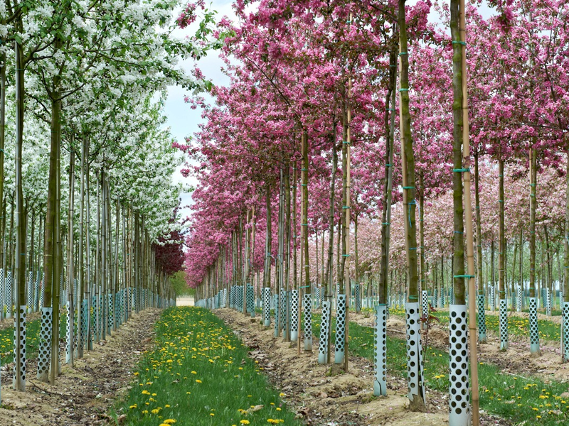 Gärtnerinnen und Gärtner aufgepasst: Woran erkennen Sie Qualität von Pflanzen und Gehölzen? Empfehlungen für Privatgärten sowie öffentliches Grün - Foto: presseportal.de