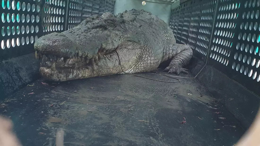 Die gefangenen Krokodile sollen in einer Krokodilfarm oder einem Zoo untergebracht werden. - Bild: Uncredited/DEPARTMENT OF ENVIRONMENT SCIENCE AND INNOVATION/AAP/dpa