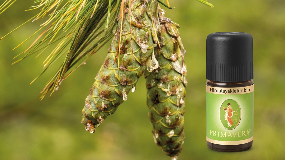 Neu und exklusiv: Himalayakiefer aus Bhutan - Foto: presseportal.de