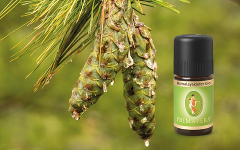 Neu und exklusiv: Himalayakiefer aus Bhutan - Foto: presseportal.de