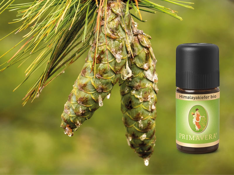 Neu und exklusiv: Himalayakiefer aus Bhutan - Foto: presseportal.de
