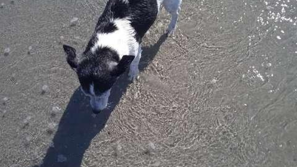 POL-HI: Zeugenaufruf nach Diebstahl eines Hundes - Foto: presseportal.de