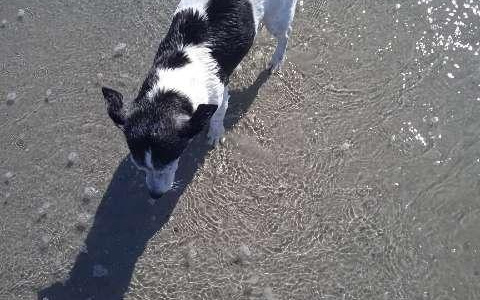 POL-HI: Zeugenaufruf nach Diebstahl eines Hundes - Foto: presseportal.de