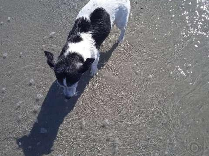 POL-HI: Zeugenaufruf nach Diebstahl eines Hundes - Foto: presseportal.de