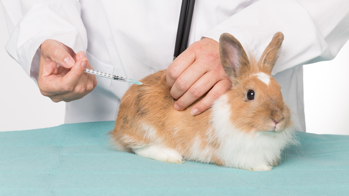 Impfschutz für Langohren: Krankheitsvorbeuge schützt Kaninchen vor schweren Erkrankungen - Foto: presseportal.de