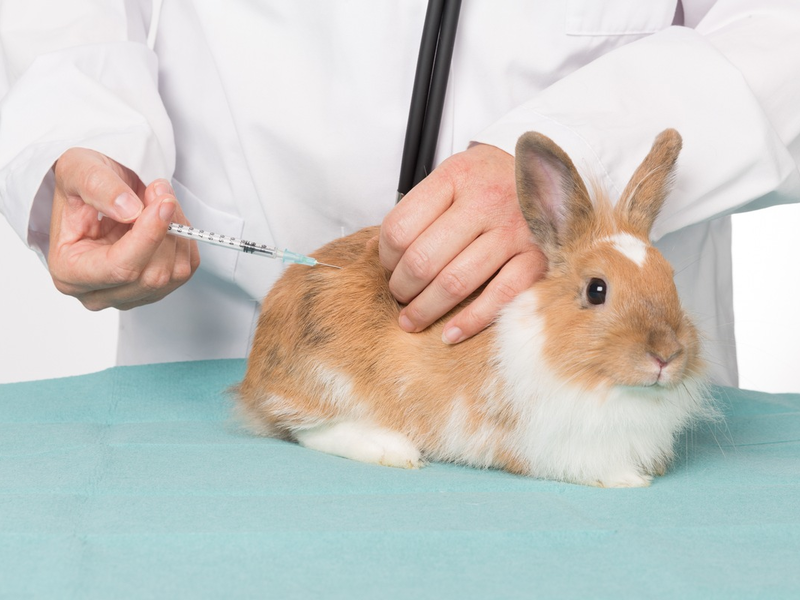 Impfschutz für Langohren: Krankheitsvorbeuge schützt Kaninchen vor schweren Erkrankungen - Foto: presseportal.de