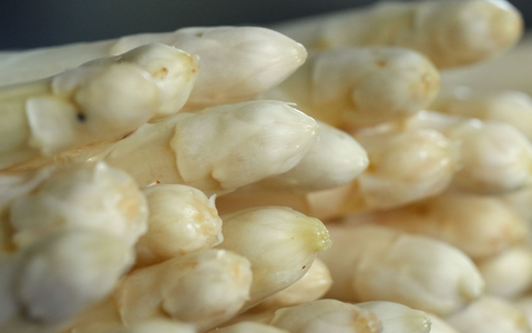 Auch fĂĽr die Spargelernte kommen viele Saisonarbeiter aus Osteuropa nach Deutschland. - Foto: Soeren Stache/dpa Auch fĂĽr die Spargelernte kommen viele Saisonarbeiter aus Osteuropa nach Deutschland. - Foto: Soeren Stache/dpa