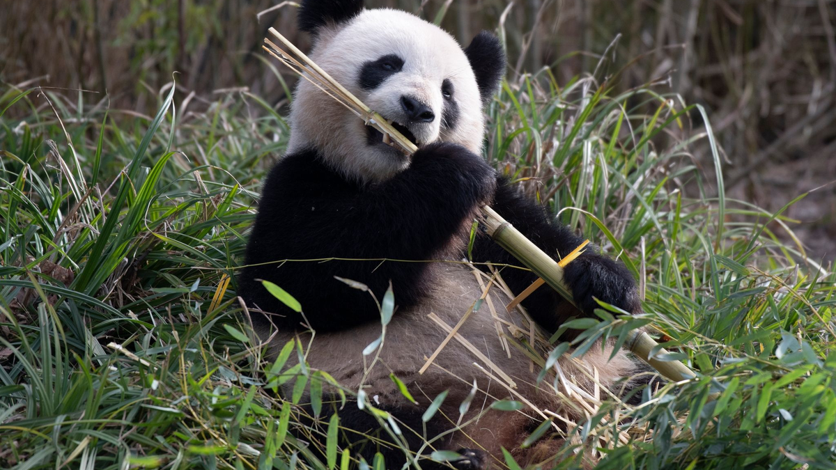 Pandaweibchen Meng Meng lässt es sich im Zoo Berlin schmecken. - Foto: Paul Zinken/dpa