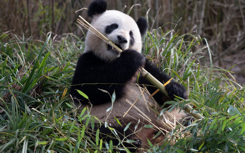 Pandaweibchen Meng Meng lässt es sich im Zoo Berlin schmecken. - Foto: Paul Zinken/dpa