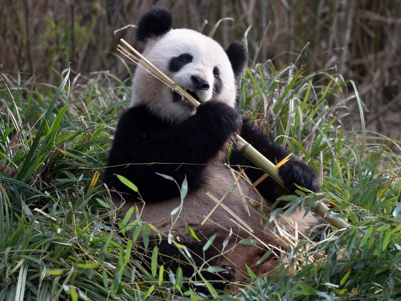 Pandaweibchen Meng Meng lässt es sich im Zoo Berlin schmecken. - Foto: Paul Zinken/dpa
