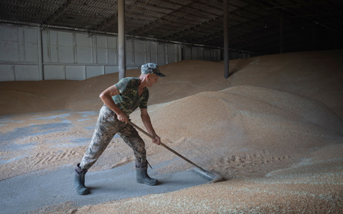 Die Einfuhr von Weizen aus der Ukraine bleibt zunächst zollfrei. - Foto: Efrem Lukatsky/AP