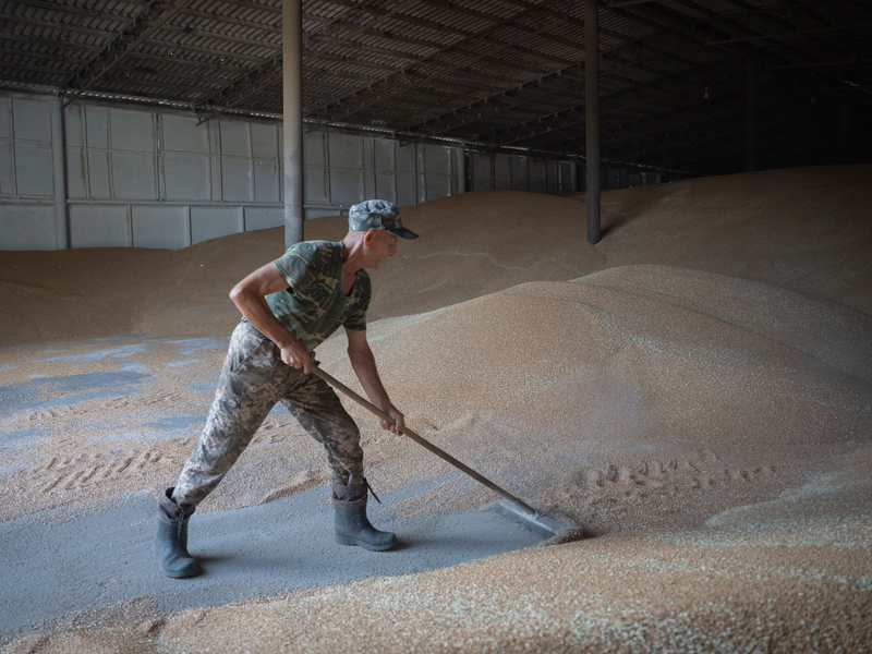 Die Einfuhr von Weizen aus der Ukraine bleibt zunächst zollfrei. - Foto: Efrem Lukatsky/AP