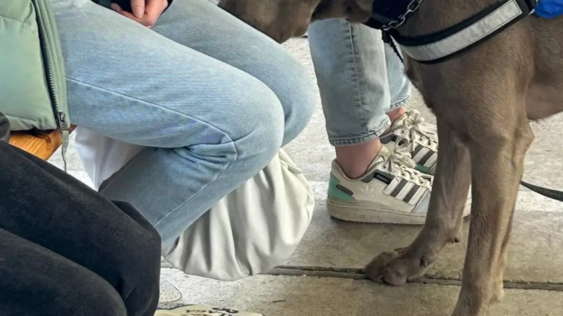 HZA-GI: Zollkontrolle im ICE Zollhund erschnüffelt Drogen bei Zugpassagier - Bild: presseportal.de