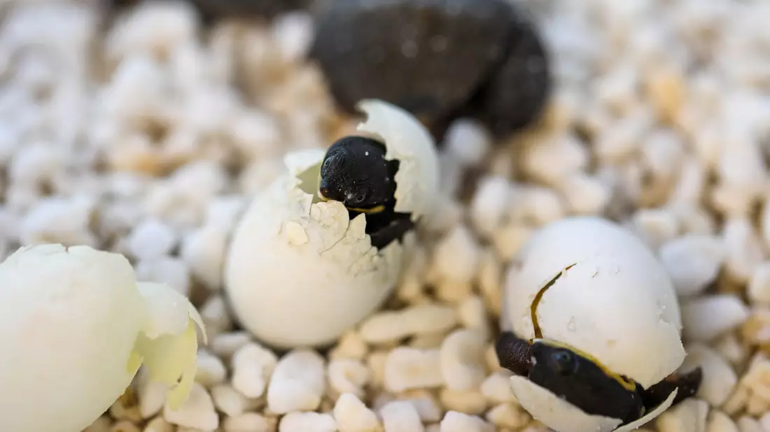 Kurz vor Ostern schlüpften die ersten Exemplare, wie die Organisation Aussie Ark mitteilte. - Bild: Aussie Ark/Australian Reptile Park/dpa