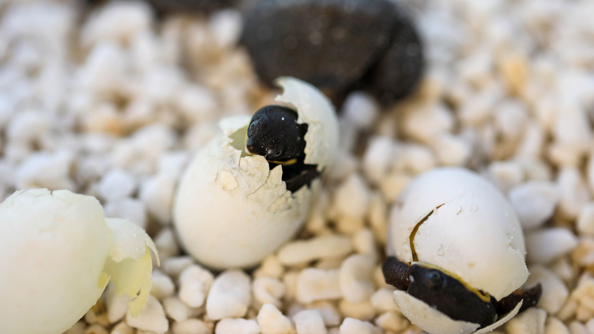 Kurz vor Ostern schlüpften die ersten Exemplare, wie die Organisation Aussie Ark mitteilte. - Foto: Aussie Ark/Australian Reptile Park/dpa