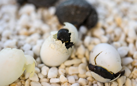 Kurz vor Ostern schlüpften die ersten Exemplare, wie die Organisation Aussie Ark mitteilte. - Foto: Aussie Ark/Australian Reptile Park/dpa