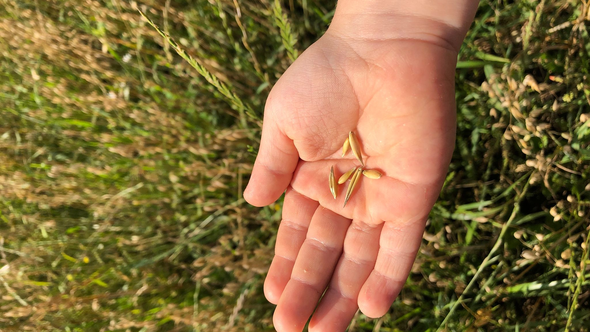 Hafer ist gefragt - als Zutat fürs Müsli etwa, als Brei oder als Haferdrink. - Foto: Kathrin Zeilmann/dpa