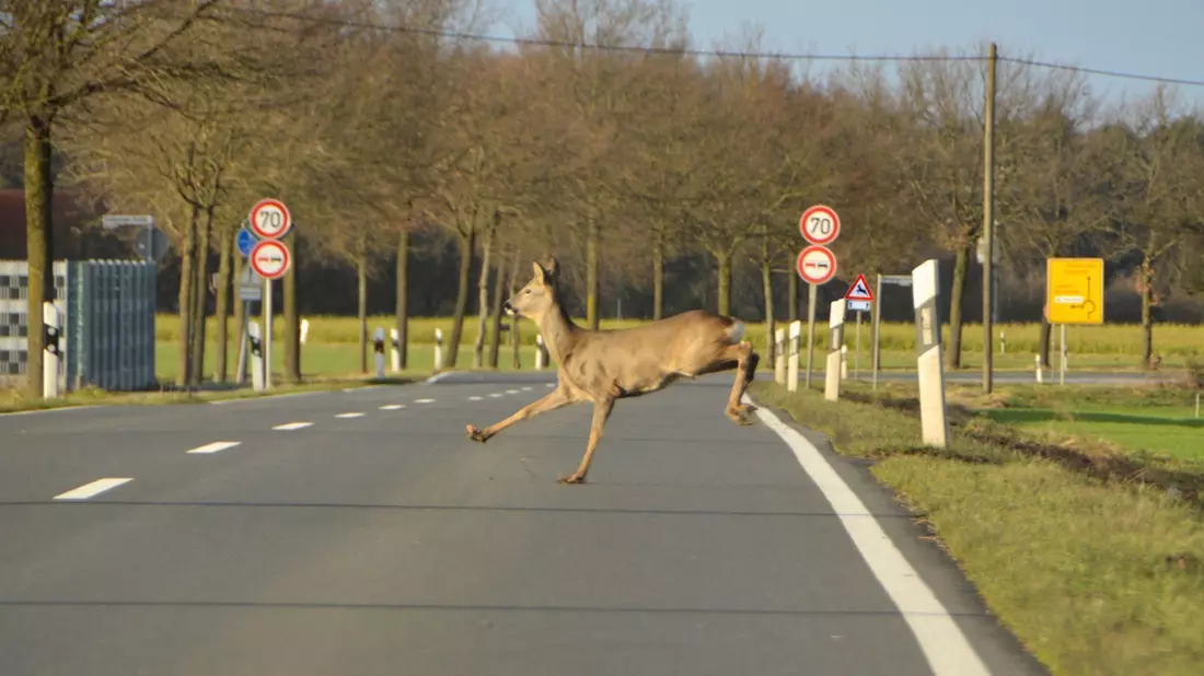 ADAC warnt: Hohes Wildunfall-Risiko durch Umstellung auf Sommerzeit / Wildwechsel meist in der Dämmerung / Fahrweise vor allem an Wäldern und Wiesen anpassen - Bild: presseportal.de